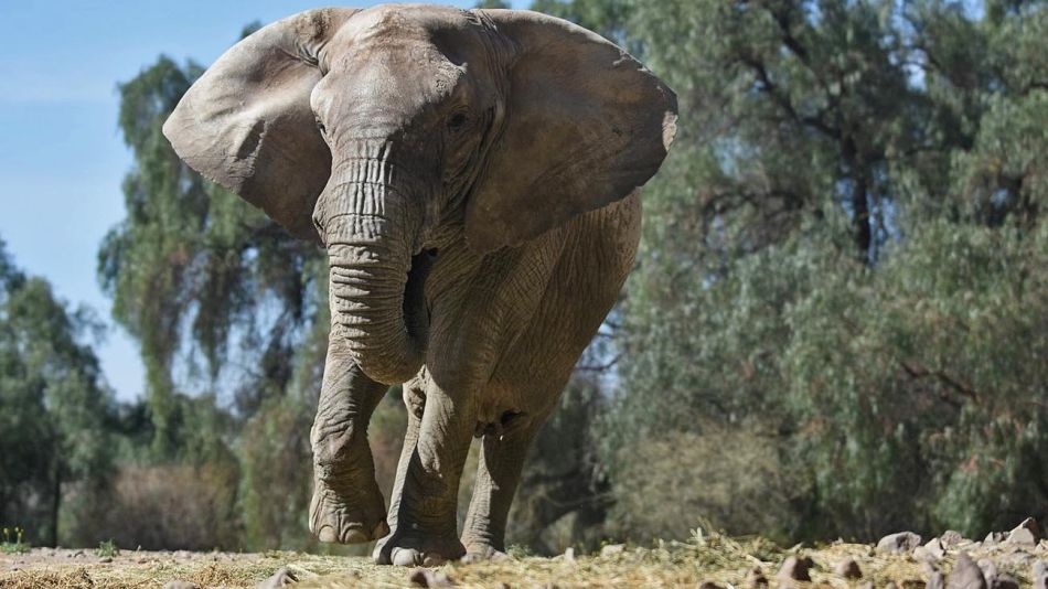 Elefanta Kenia del zoo de Mendoza 20220727