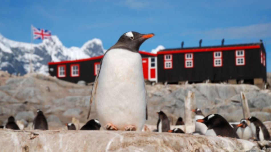 Trabajo cuidando pinguinos