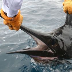 Se suele confundir al pez vela con ciertas variedades de marlines, aunque pertenecientes a la misma familia la gran aleta dorsal del vela es bien distintiva.    