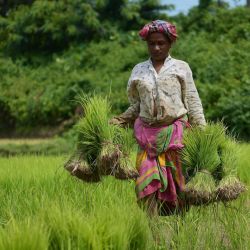 Una agricultora trabaja en un campo de arroz, en las afueras de Agartala, capital del estado de Tripura, en el noreste de India. | Foto:Xinhua/Str