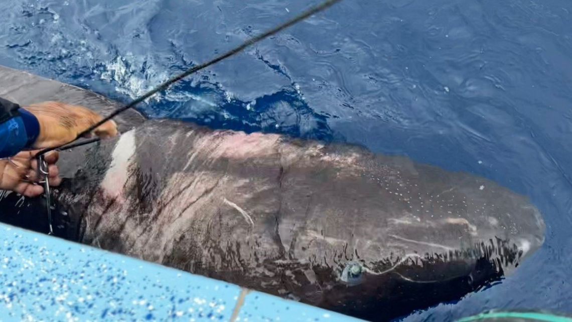 A 400-year-old blind shark appears in the waters of Belize