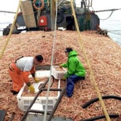 La medida busca proteger y ampliar las zonas de pescas comerciales del langostino