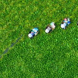 Esta foto aérea muestra a los agricultores recogiendo castañas de agua en un estanque en Taizhou, en la provincia oriental china de Jiangsu. | Foto:AFP