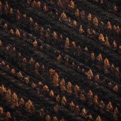 Esta vista aérea muestra árboles quemados tras los incendios forestales cerca de Landiras, en el suroeste de Francia. | Foto:THIBAUD MORITZ / AFP