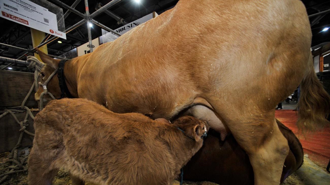 Fotogalería lo mejor de la rural 2022.