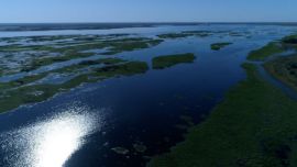 Tras los incendios, la reserva correntina va recuperando su histórica fisonomía..