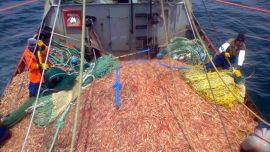 La nueva área está habilitada desde el domingo 31 de julio.