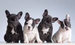 Veterinarios británicos piden no criar más perros bulldogs ingleses