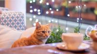 Cat Café: así es el primer emprendimiento que mezcla la gastronomía con los gatos