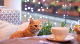 Cat Café: así es el primer emprendimiento que mezcla la gastronomía con los gatos