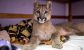 Lola Limón, el primer ejemplar de puma en ser declarado por la justicia "animal no humano sujeto de derechos"