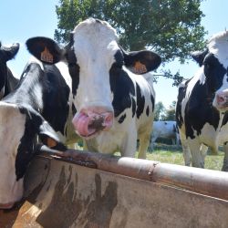 Unas vacas beben agua en Courcemont, en el noroeste de Francia, mientras Francia sufre una ola de calor. - Francia registró el mes de julio más seco de su historia, según la agencia meteorológica, lo que agrava la escasez de recursos hídricos, que ha obligado a imponer restricciones. | Foto:Jean-François Monier / AFP