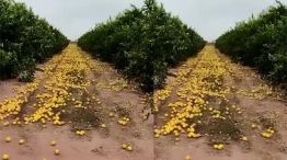Productor de limón se vio obligado a tirar 280 toneladas por falta de compradores 20220804