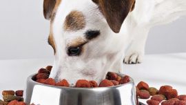 No hay que llenarles el plato de comida hasta el tope