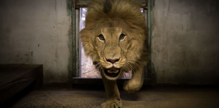 Un león es devuelto a su zoo en Teste-de-Buch, suroeste de Francia, tras su evacuación durante los recientes incendios forestales en la zona.