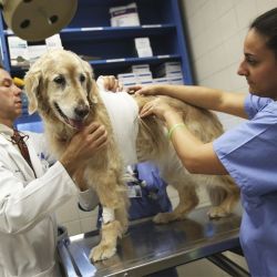 En los últimos años, el rol del veterinario ha sumado muchas responsabilidades.