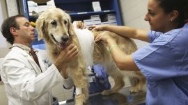 En los últimos años, el rol del veterinario ha sumado muchas responsabilidades.