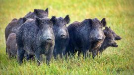 8_8JabaliEuropaYArgentina