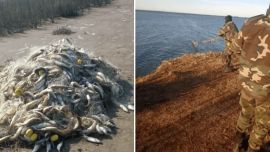 Los decomisos fueron llevados a cabo en tres diferentes operativos contra la pesca clandestina y en distintos espejos lacunarios.