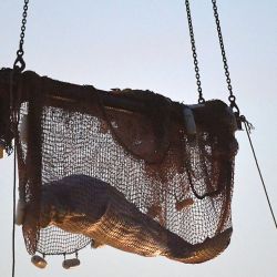 Los rescatistas levantan una red después de rescatar a una ballena beluga varada en el río Sena para subirla a un camión y conducirla hacia Ouistreham (Calvados), en Notre Dame de la-Garenne, en el norte de Francia. JEAN-FRANCOIS MONIER / AFP. | Foto:AFP