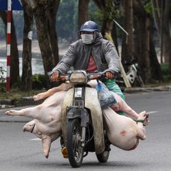 Un hombre lleva un cerdo y trozos de carne en su motocicleta en una calle de Hanoi. Nhac NGUYEN / AFP. | Foto:AFP