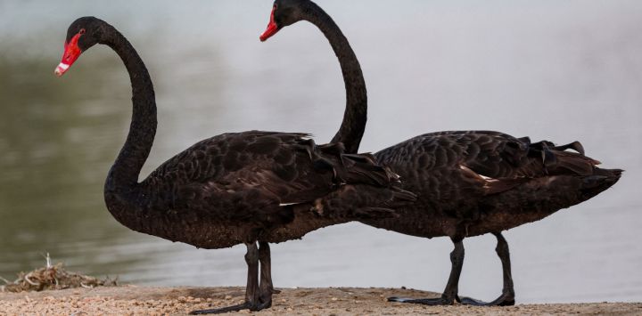 Cisnes negros (Cygnus atratus) junto al lago al-Qudra en el emirato del Golfo de Dubai. GIUSEPPE CACACE / AFP.