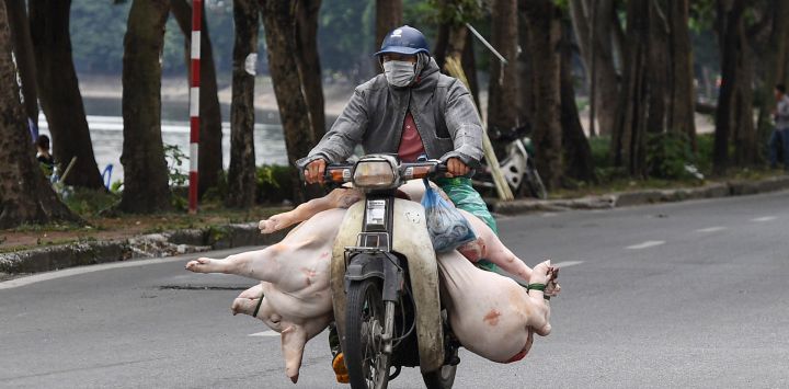 Un hombre lleva un cerdo y trozos de carne en su motocicleta en una calle de Hanoi. Nhac NGUYEN / AFP.