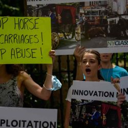 Activistas de NYCLASS, PETA y otros líderes comunitarios protestan frente al Ayuntamiento, exigiendo prohibir la práctica de los carruajes tirados por caballos después de que otro caballo colapsara el miércoles en la ciudad de Nueva York. ANGELA WEISS / AFP. | Foto:AFP
