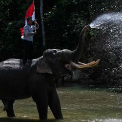 Un mahout sostiene una bandera nacional indonesia sobre un elefante de Sumatra en un río durante el Día Mundial del Elefante y antes de las celebraciones para conmemorar el Día de la Independencia de Indonesia. CHAIDEER MAHYUDDIN / AFP. | Foto:AFP
