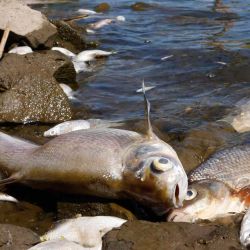 Los peces muertos se muestran en las orillas del río Oder en Schwedt, este de Alemania después de que se descubriera una matanza masiva de peces en el río en el estado federal oriental de Brandeburgo, cerca de la frontera con Polonia. Odd ANDERSEN / AFP. | Foto:AFP