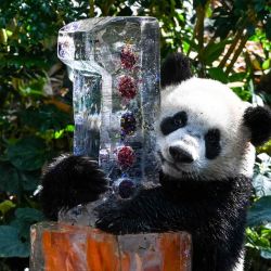 Le le, el primer panda gigante nacido en Singapur que cumple un año, dentro de la exhibición del bosque de pandas gigantes de River Wonders en Singapur. Roslan RAHMAN / AFP. | Foto:AFP