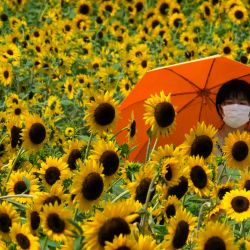 Una mujer se protege del sol con un paraguas mientras camina en un campo de girasoles en un parque junto al mar en Tokio. Kazuhiro NOGI / AFP. | Foto:AFP