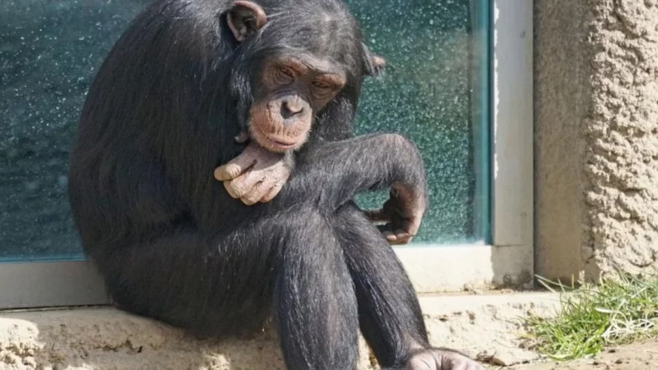 el chimpancé "Toti"