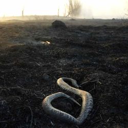 Una serpiente muerta yace en el suelo quemado mientras los incendios forestales arrasan los humedales en las islas del Delta del Paraná cerca de Victoria, en la provincia argentina de Entre Ríos, frente a la ciudad de Rosario, en la provincia de Santa Fe. Juan MABROMATA / AFP. | Foto:AFP