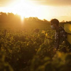 Los cosechadores trabajan en los viñedos de Chateau Carbonnieux, un grand cru clasificado en Pessac Leognan, en Leognan, suroeste de Francia. La cosecha de uva blanca comenzó a principios de este año debido a las condiciones climáticas. Thibaud MORITZ / AFP. | Foto:AFP