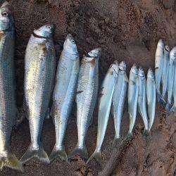 Desde junio de 2016 no se registraban buenas capturas de pejerrey corno en la costa de Mar del Plata. 