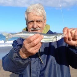 Desde junio de 2016 no se registraban buenas capturas de pejerrey corno en la costa de Mar del Plata. 
