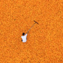 Esta foto aérea muestra a un agricultor secando flores de caléndula en Bijie, en la provincia de Guizhou, suroeste de China. AFP. | Foto:AFP
