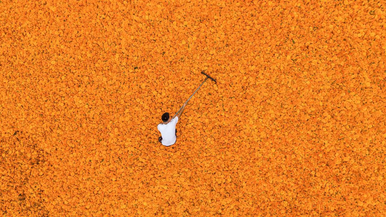 Esta foto aérea muestra a un agricultor secando flores de caléndula en Bijie, en la provincia de Guizhou, suroeste de China. AFP. | Foto:AFP