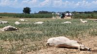 Ganado muerto por la sequía en Italia 