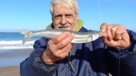 Desde junio de 2016 no se registraban buenas capturas de pejerrey corno en la costa de Mar del Plata.