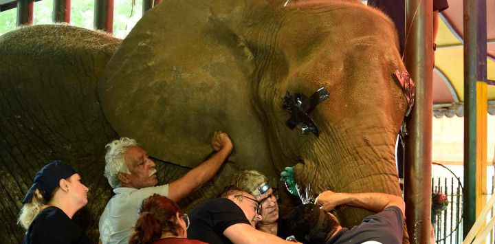 El equipo de veterinarios de Four Paws International trata el colmillo hinchado del elefante Noor Jehan en el Jardín Zoológico de Karachi. Asif HASSAN / AFP.