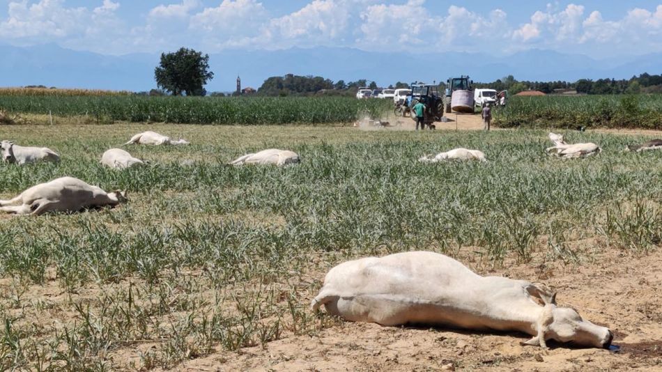 Ganado muerto por la sequía en Italia