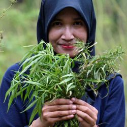 Un miembro de la Agencia Nacional de Narcóticos de Indonesia (BNN) posee plantas de marihuana durante una redada en una línea forestal en Lamteuba, la provincia de Aceh de Indonesia. ChaeDindin / AFP. | Foto:AFP