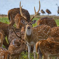 Ceilán vio Roam de ciervos en el Parque Nacional Yala en Colombo. Ishara S. Kodikara / AFP. | Foto:AFP