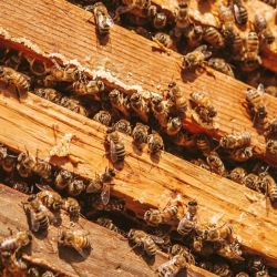 El número de abejas disminuyó progresivamente por el cambio climático.