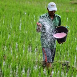 Un agricultor esparciendo fertilizante en su campo de arroz en Lamteuba, provincia de Aceh. CHAIDEER MAHYUDDIN / AFP. | Foto:AFP