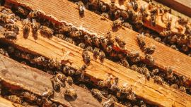 El número de abejas disminuyó progresivamente por el cambio climático.