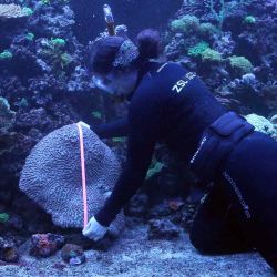 La cuidadora Colette Gibbings mide un coral de 69x66 cm durante la sesión fotográfica anual de pesaje en el zoológico de Londres. Susannah Ireland / AFP. | Foto:AFP