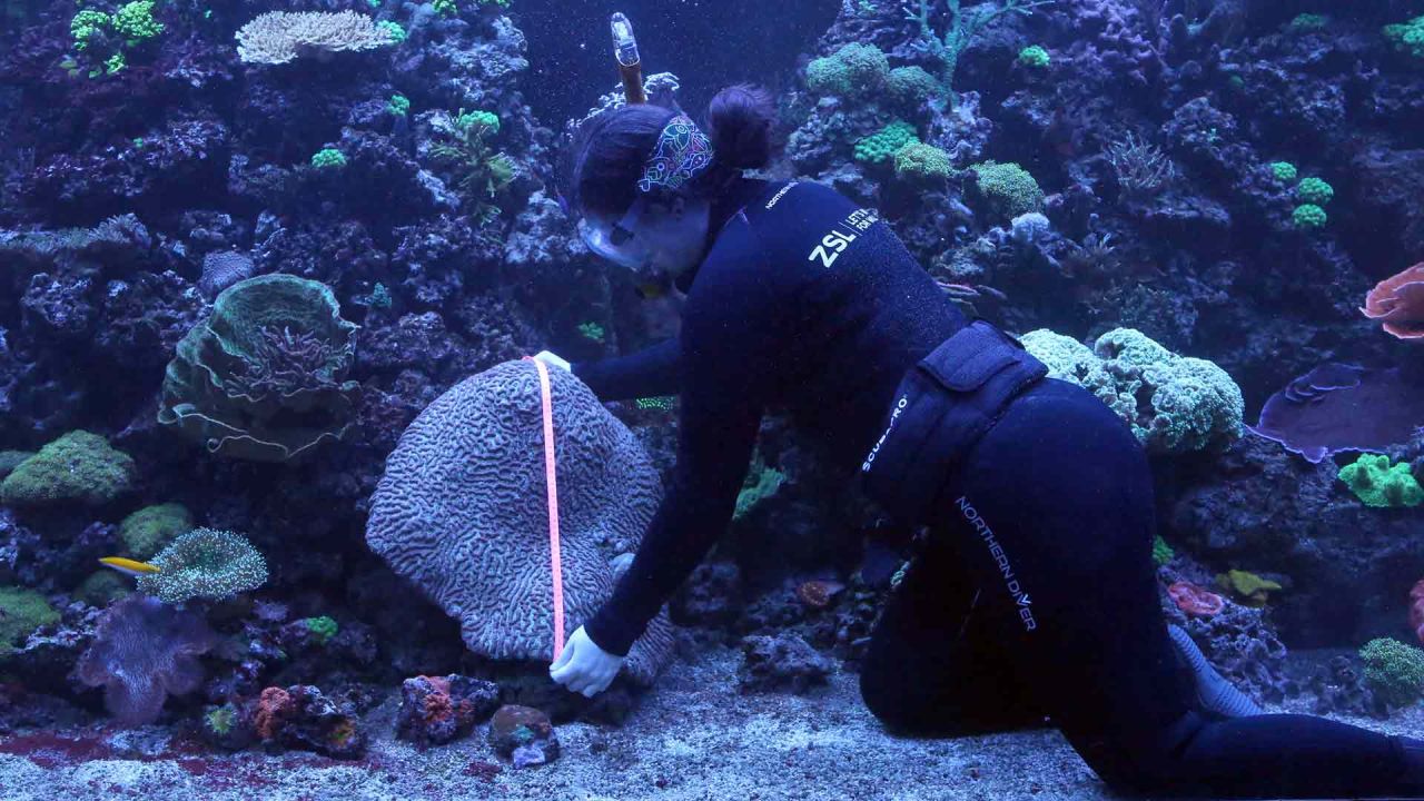 La cuidadora Colette Gibbings mide un coral de 69x66 cm durante la sesión fotográfica anual de pesaje en el zoológico de Londres. Susannah Ireland / AFP. | Foto:AFP